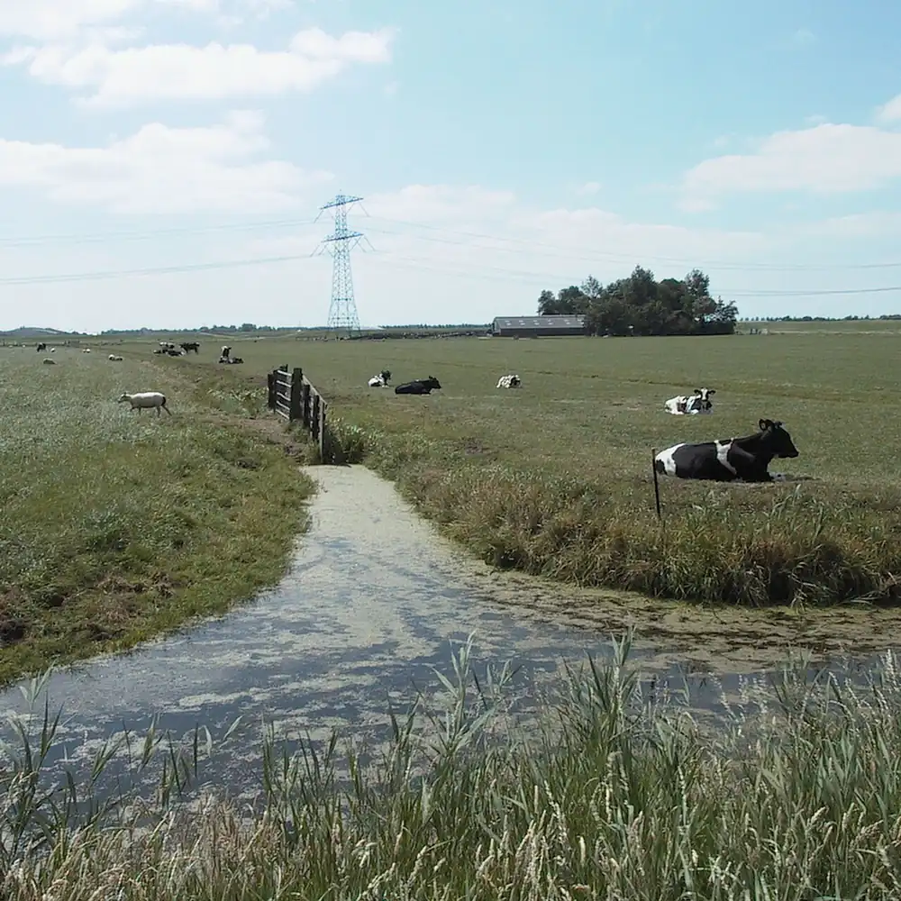 De Wijkermeerpolder bij Assendelft: alle rijscholen in Assendelft op een rij