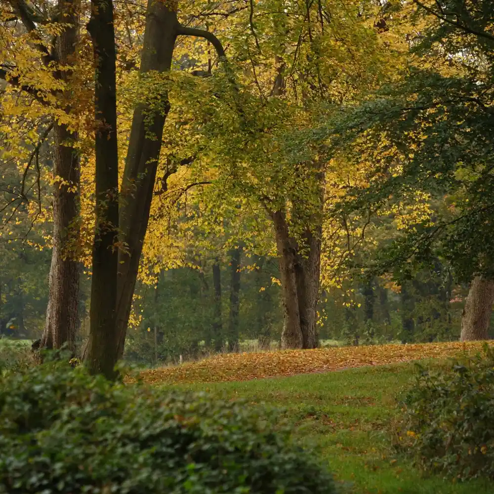 Herfstbos bij Barneveld: vergelijk de rijscholen in Barneveld