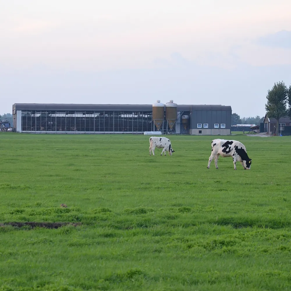 Een melkveebedrijf bij Bodegraven, waar je de rijscholen in Bodegraven kunt vergelijken