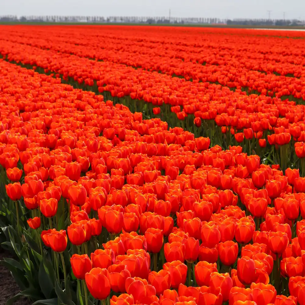 Tulpenvelden bij Creil: vergelijk de rijscholen in Creil