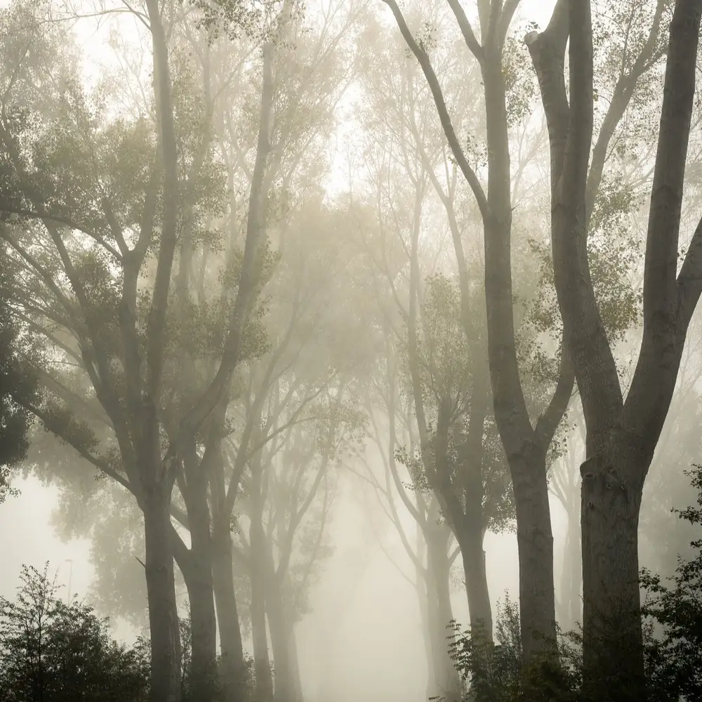 Een bospad in de mist bij De Lier: rijscholen in De Lier vergelijken