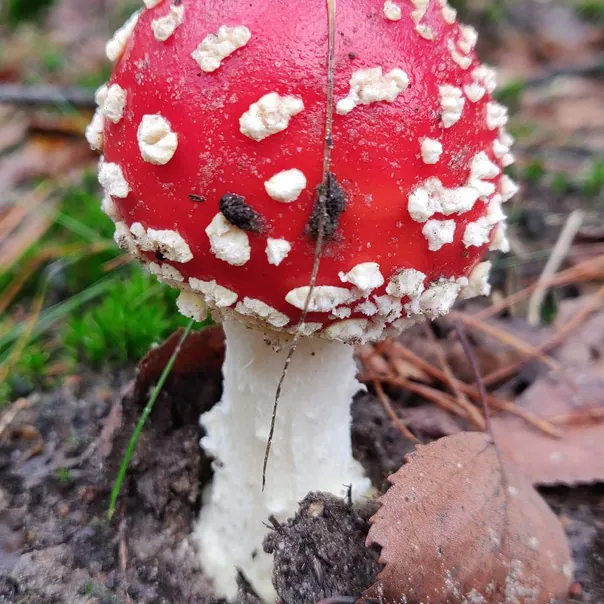 Een paddenstoel in de bossen bij Deurne: alle rijscholen in Deurne op een rij