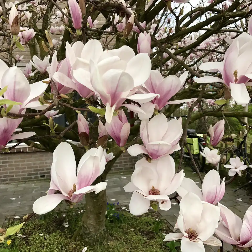 Bloeiende magnolia in Driebergen, waar je de rijscholen in Driebergen-Rijsenburg kunt vergelijken