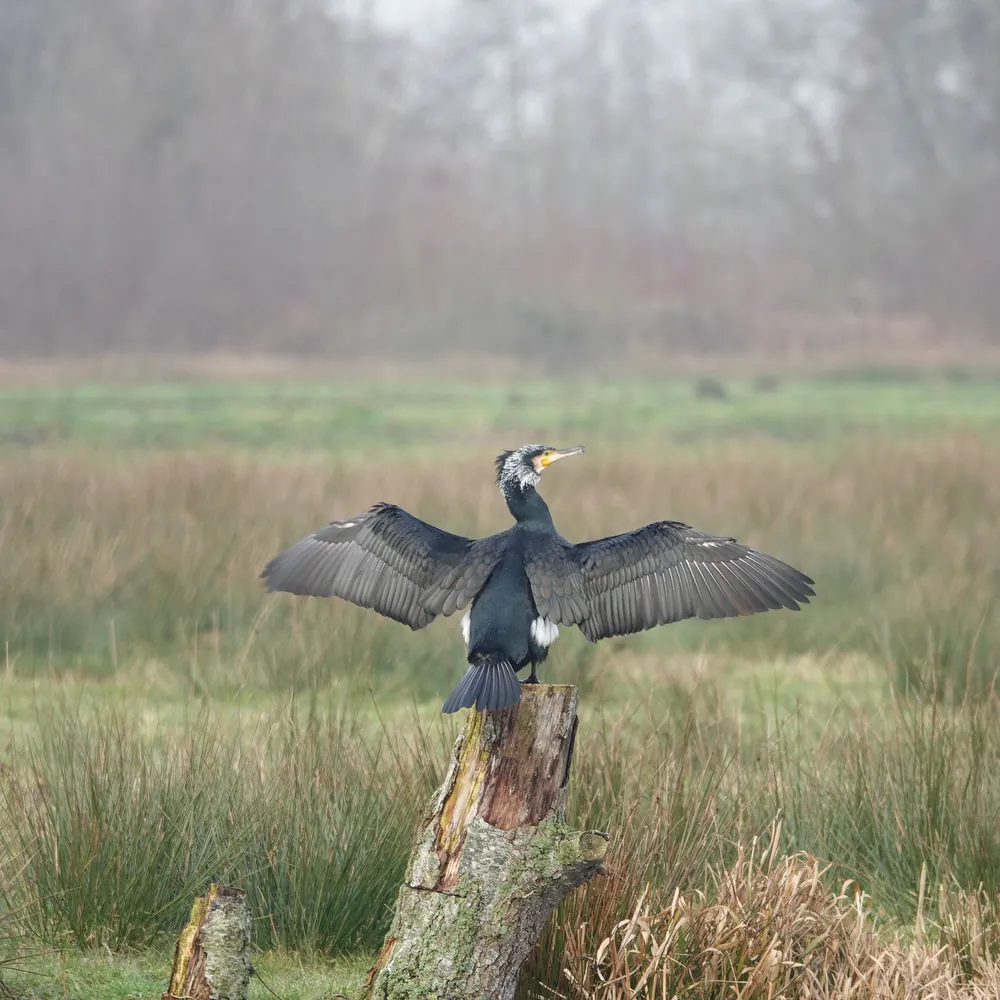 Een aalscholver in het natuurgebied bij Driebruggen, waar je de rijscholen in Driebruggen kunt vergelijken