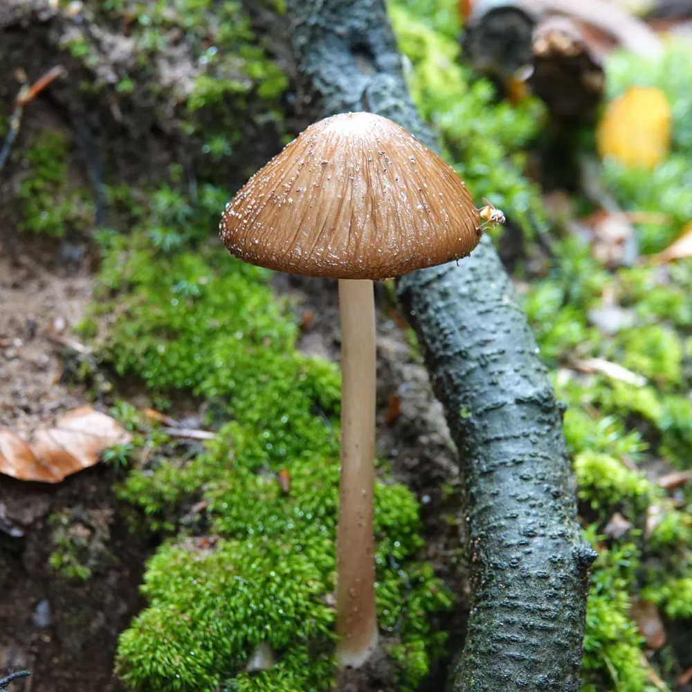 Een paddenstoel in de bossen bij Elspeet, waar je de rijscholen in Elspeet kunt vergelijken