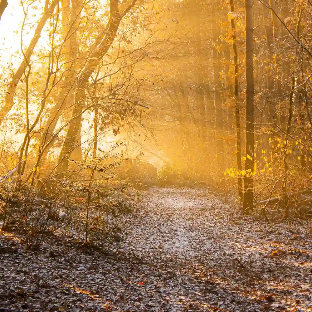Een herfstpad in de bossen bij Groesbeek, waar je de rijscholen in Groesbeek kunt vergelijken