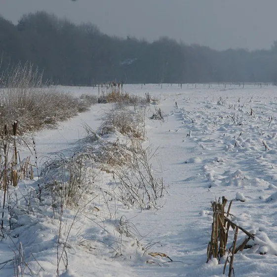 Een winterlandschap bij Helvoirt, waar je de rijscholen in Helvoirt kunt vergelijken