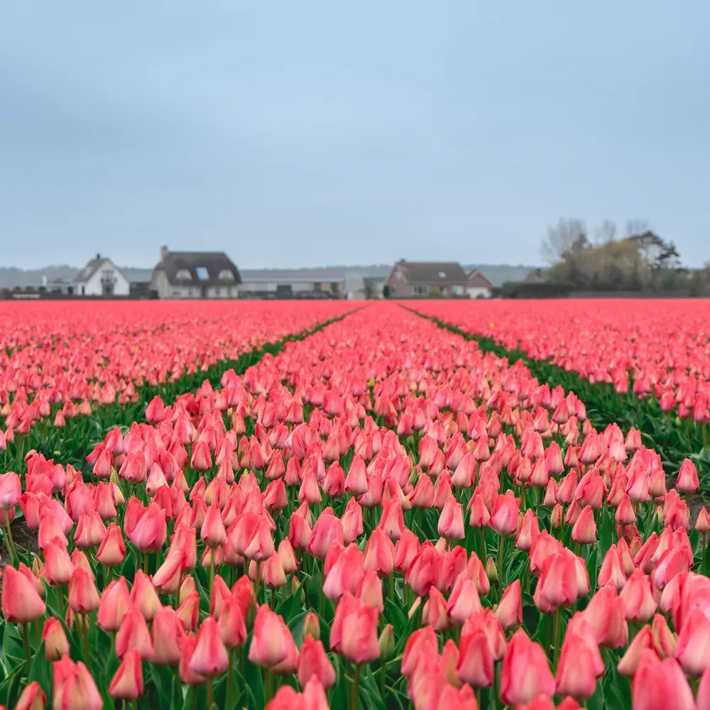 Tulpenvelden tot aan de horizon bij Lisse: alle rijscholen in Lisse op een rij