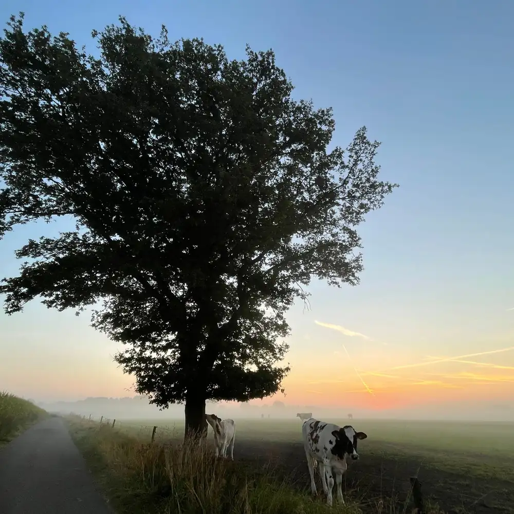 Het landschap bij Lochem bij zonsondergang, vlak bij Laren (Gelderland): alle rijscholen in Laren (Gelderland) op een rij