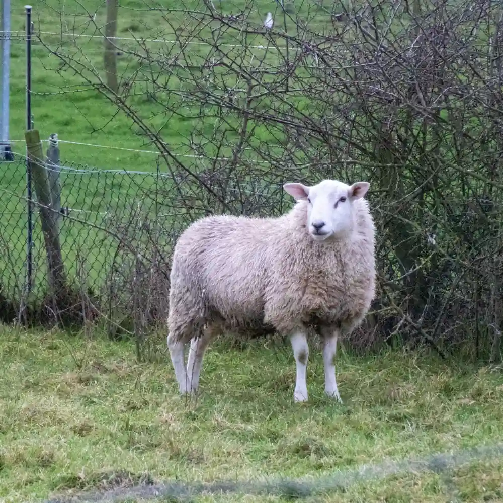 Schapen in de wei bij Malden: vergelijk de rijscholen in Malden