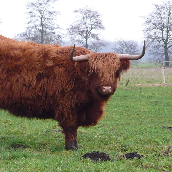 Een Schotse hooglander in de wei bij Marum: alle rijscholen in Marum op een rij