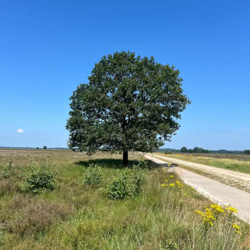 Een eik langs een landweg bij Pesse, waar je de rijscholen in Pesse kunt vergelijken
