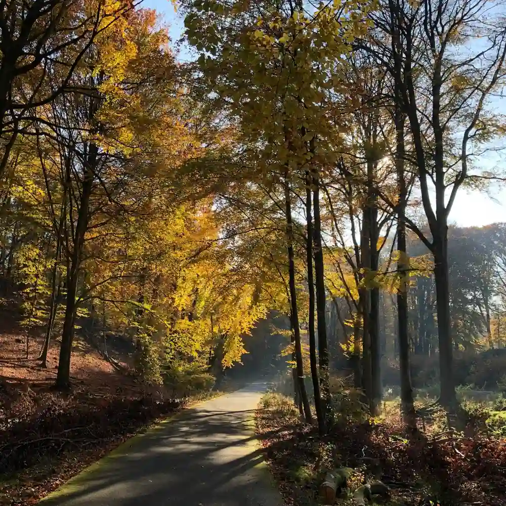 Een bospad bij Rheden in de herfst, waar je de rijscholen in Rheden kunt vergelijken