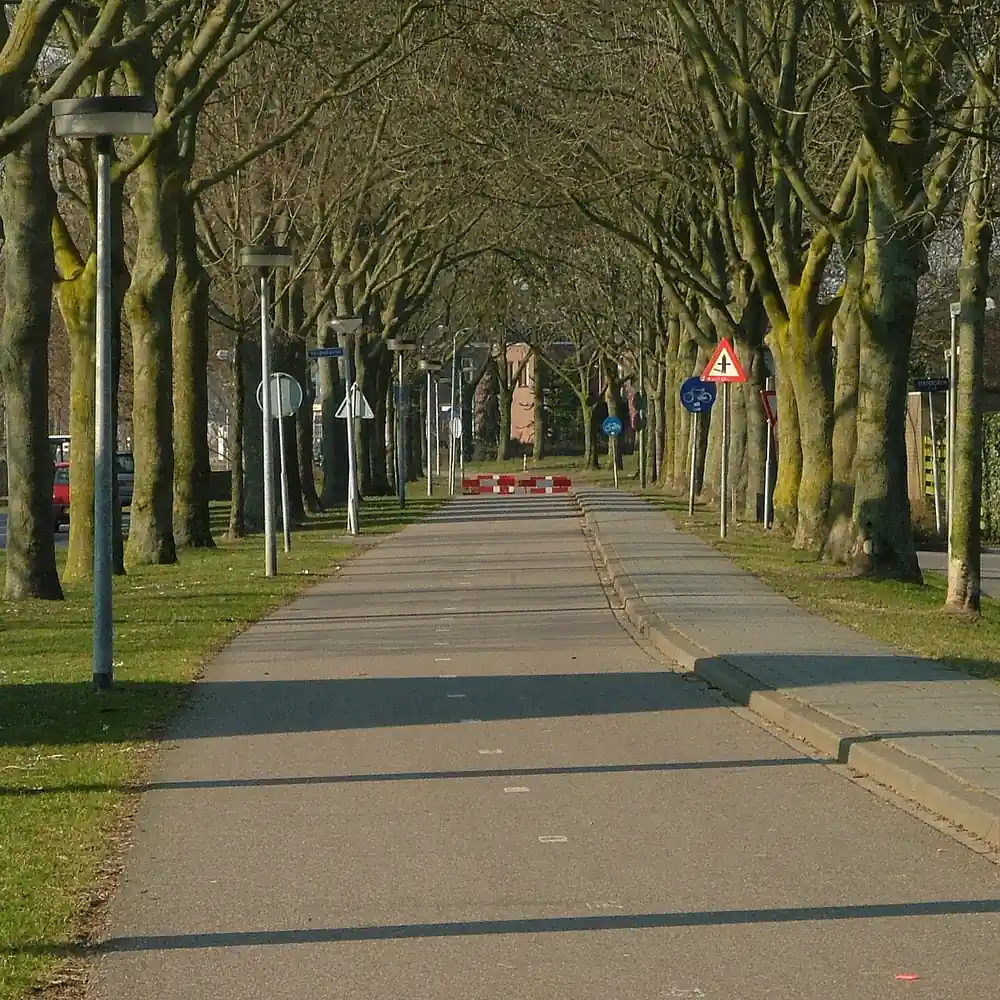 Een laan met bomen in Rosmalen: vergelijk de rijscholen in Rosmalen
