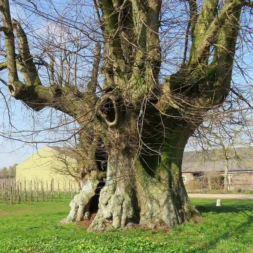 De oude linde van Sambeek: rijscholen in Sambeek vergelijken