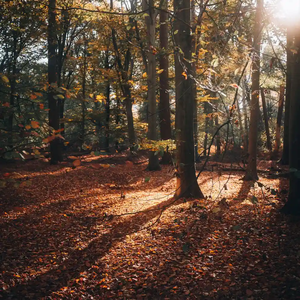 Herfstbos bij Silvolde: rijscholen in Silvolde vergelijken