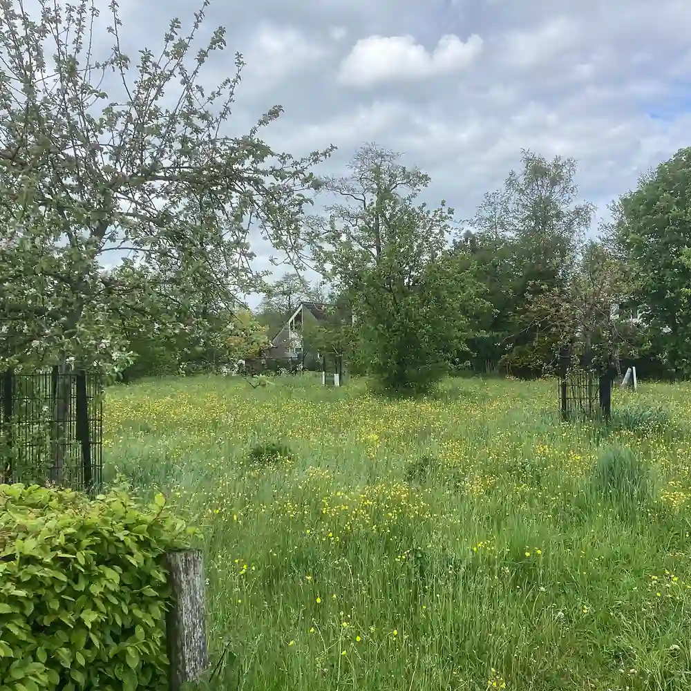 Een bloemrijk weiland met fruitbomen bij Tolbert: alle rijscholen in Tolbert op een rij