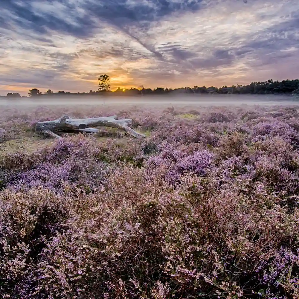 Zonsopkomst boven de heide bij Uden: rijscholen in Uden vergelijken