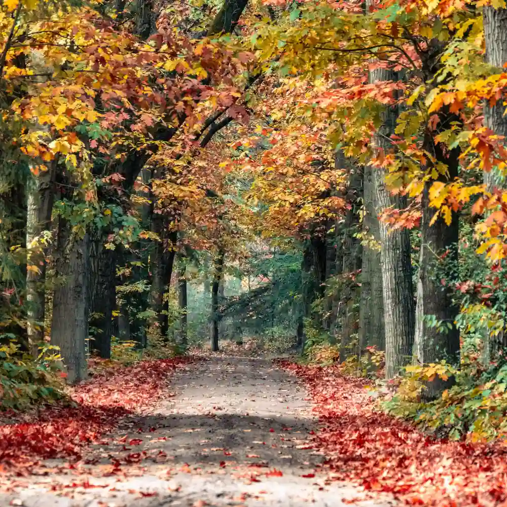 Een herfstpad bij Valkenswaard: vergelijk de rijscholen in Valkenswaard