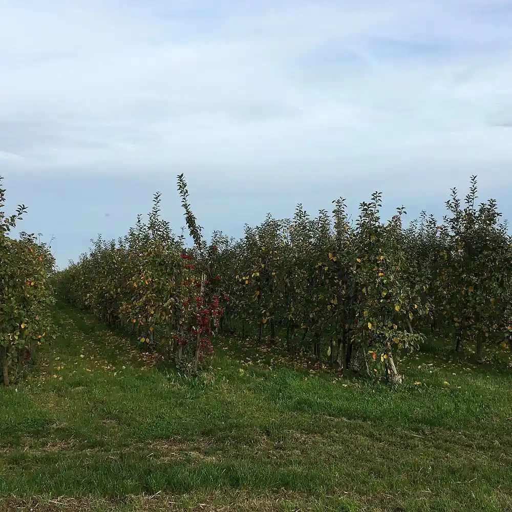 Een fruitboomgaard bij Zetten: alle rijscholen in Zetten op een rij